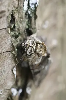 250417: Long-eared Owl-sitting on a stump of tree, Gemany