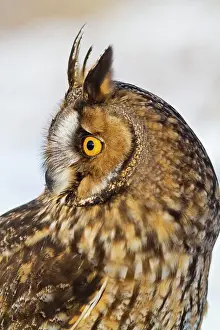 Brian Bevan: Long eared Owl - in snow - close up