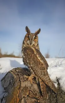 Eared: Long eared owl - in snow - looking over shoulder