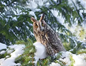 Eared: Long eared Owl - in snow - perched in fir tree