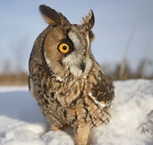 Eared: Long eared Owl - in snow - wide angle