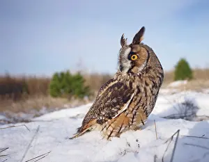 Eared: Long eared Owl - in snow - wide angle
