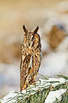 Brian Bevan: Long eared Owl - on snowy branch - camouflage posture
