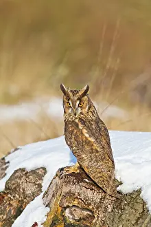 Brian Bevan: Long eared Owl - on stump in snow