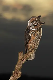 Eared: Long Eared Owl - on stump at sunset