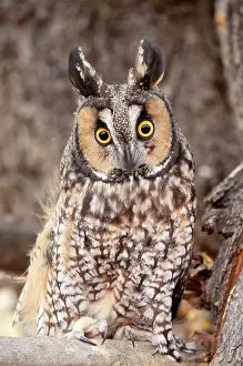 Startled: Long-eared OWL - in tree