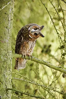 Brian Bevan: Long eared Owl - turning head in larch tree