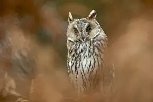160118: Long Eared Owl - UK