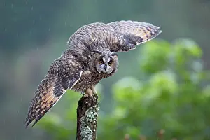 Post: Long eared Owl - wings spread in rain