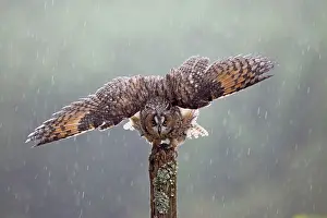 Post: Long eared Owl - with wings spread in rain