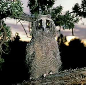Fledgeling: Long-eared Owl young