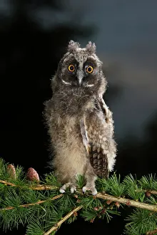 Asio: Long Eared Owl - youngster at dusk