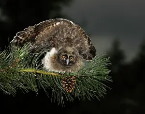 Threat: Long Eared Owl - youngster at dusk - threat display