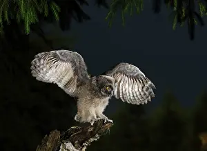 Asio: Long Eared Owl - youngster at dusk - wing flapping