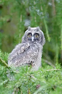 Asio: Long Eared Owl - youngster in larch tree