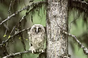 Longeared: Long-eared Owlet