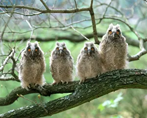 Longear: Long-eared Owls