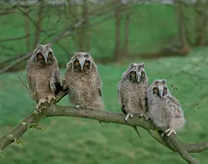 Longear: Long-eared Owls