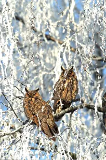 Eared: Long-eared OWLS - x two in snow covered tree