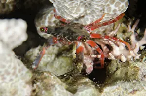 Menjangan: Long-eyed Swimming Crab - night dive, NusaBay Menjangan Hote