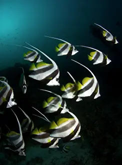 Acuminatus: Long Fin Bannerfish