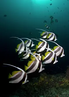 Acuminatus: Long Fin Bannerfish