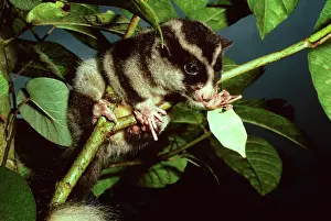 Possum: Long-fingered Triok - a striped possum relatively