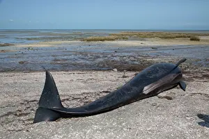 Melas: Long-finned Pilot Whale