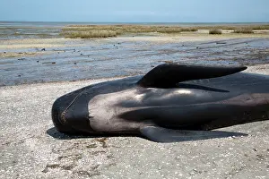 Melas: Long-finned Pilot Whale