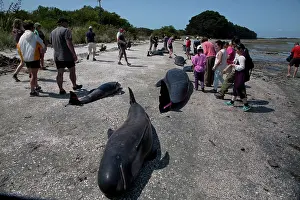 Melas: Long-finned Pilot Whale