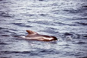Fins: Long-finned pilot WHALE