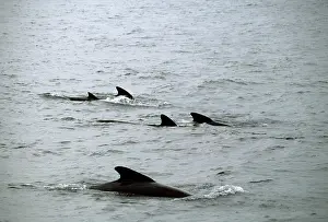 Globicephala: LONG-FINNED PILOT WHALE - Five dorsal fins showing