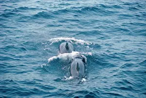 Globicephala: Long-finned Pilot WHALE - x two