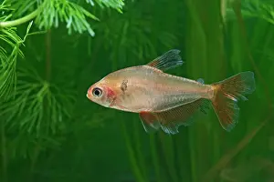 Eques: Long finned Serape Tetra - side view by weeds