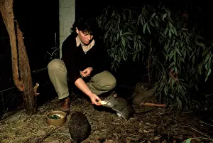 Handler: Long-footed potoroo.(Potorous longipes) being fed