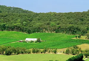 Gully: Long Gully Winery Yarra Valley
