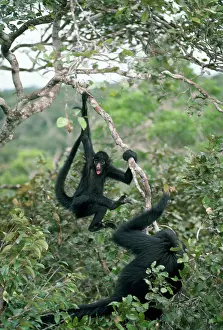 Ateles: Long-haired Black Spider Monkey