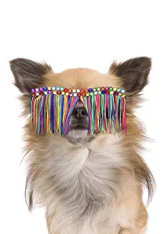 Psychedelic: Long-haired Chihuahua Dog, in studio wearing glasses