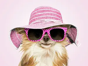 Chilling: Long-Haired Chihuahua Dog wearing sunglasses and summer hat