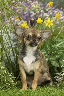 080518: Long Haired Chihuahua puppy outdoors