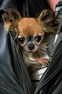 Jacket: Long-haired Chihuahua - sheltering in in person's jacket