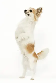 Tricks: Long-haired Chihuahua - in studio standing on hind legs