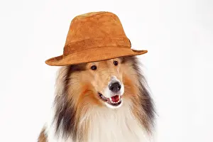 Trilby: Long haired collie, male, animal portrait wearing a brown ha