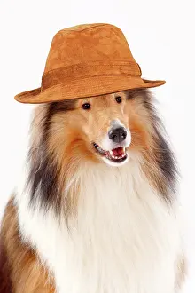 Friendly: Long haired collie, male, animal portrait wearing a brown ha