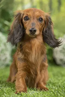 240517: Long Haired Dachshund Dog