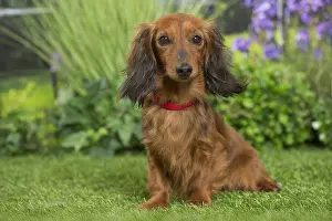 240517: Long Haired Dachshund Dog
