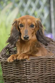 240517: Long Haired Dachshund Dog in basket