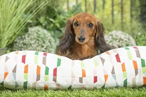 240517: Long Haired Dachshund Dog on cushion