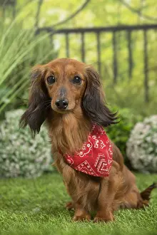 Scarf: Long Haired Dachshund Dog wearing scarf