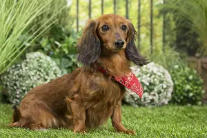 Scarf: Long Haired Dachshund Dog wearing scarf